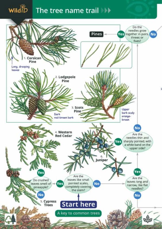 FSC Field Guide to Trees of Britain